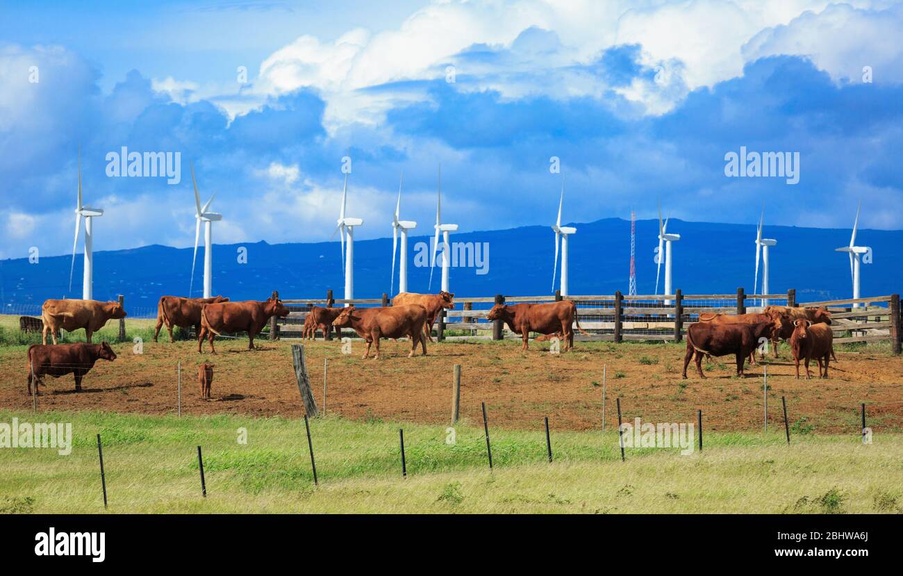 Bovini da manzo Red Angus e turbine eoliche a South Point, Hawaii Island. Foto Stock