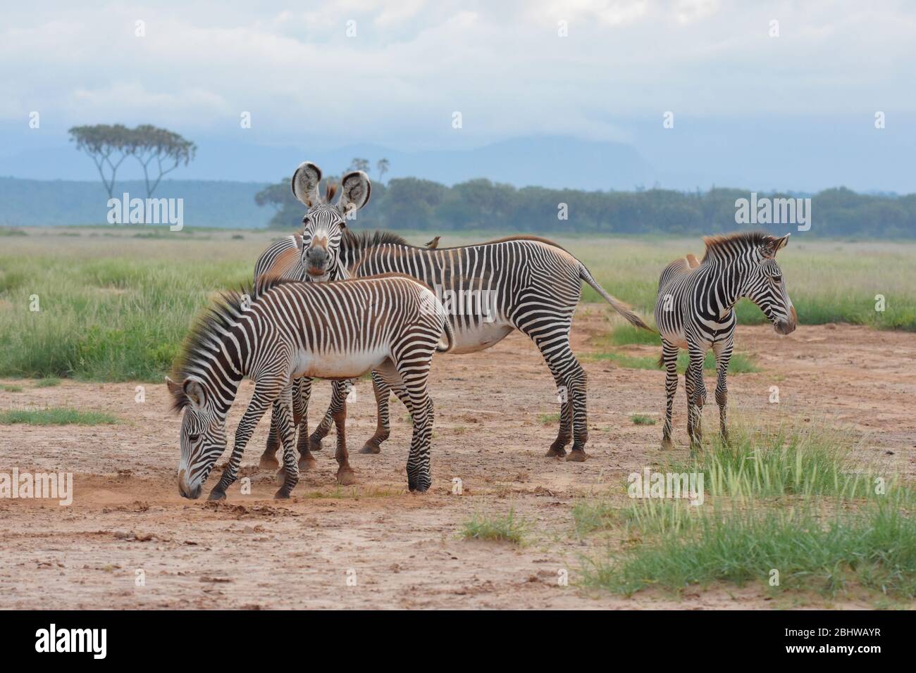 In via di estinzione la zebra di Grevy, Samburu, Kenya Foto Stock