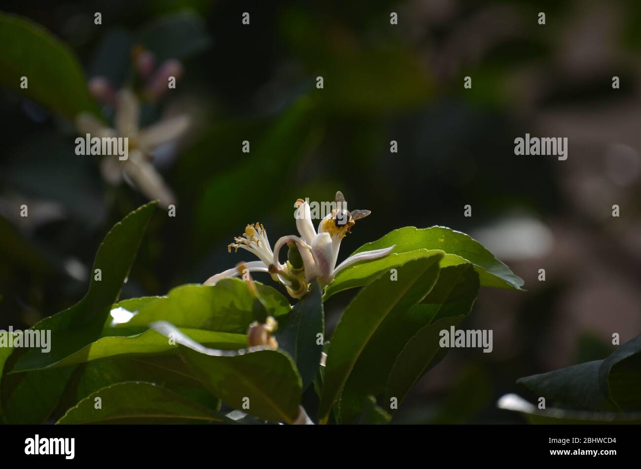 immagine di un ecosistema in un giardino dove api si muovono dai fiori di limone per fare miele. Foto Stock