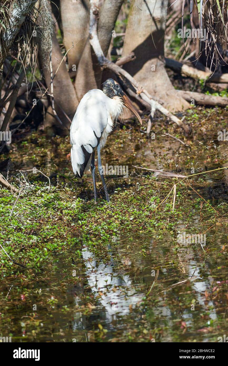 La cicogna del legno e la sua riflessione nella Big Cypress National Preserve. Florida. USA Foto Stock