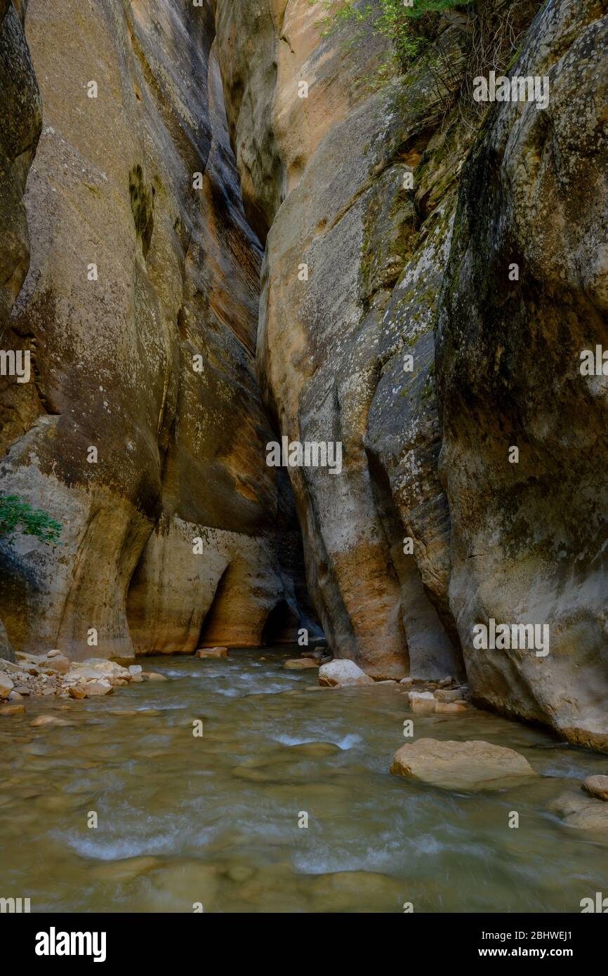 Il Virgin River continua verso Cut Path nel Narrows Canyon Foto Stock