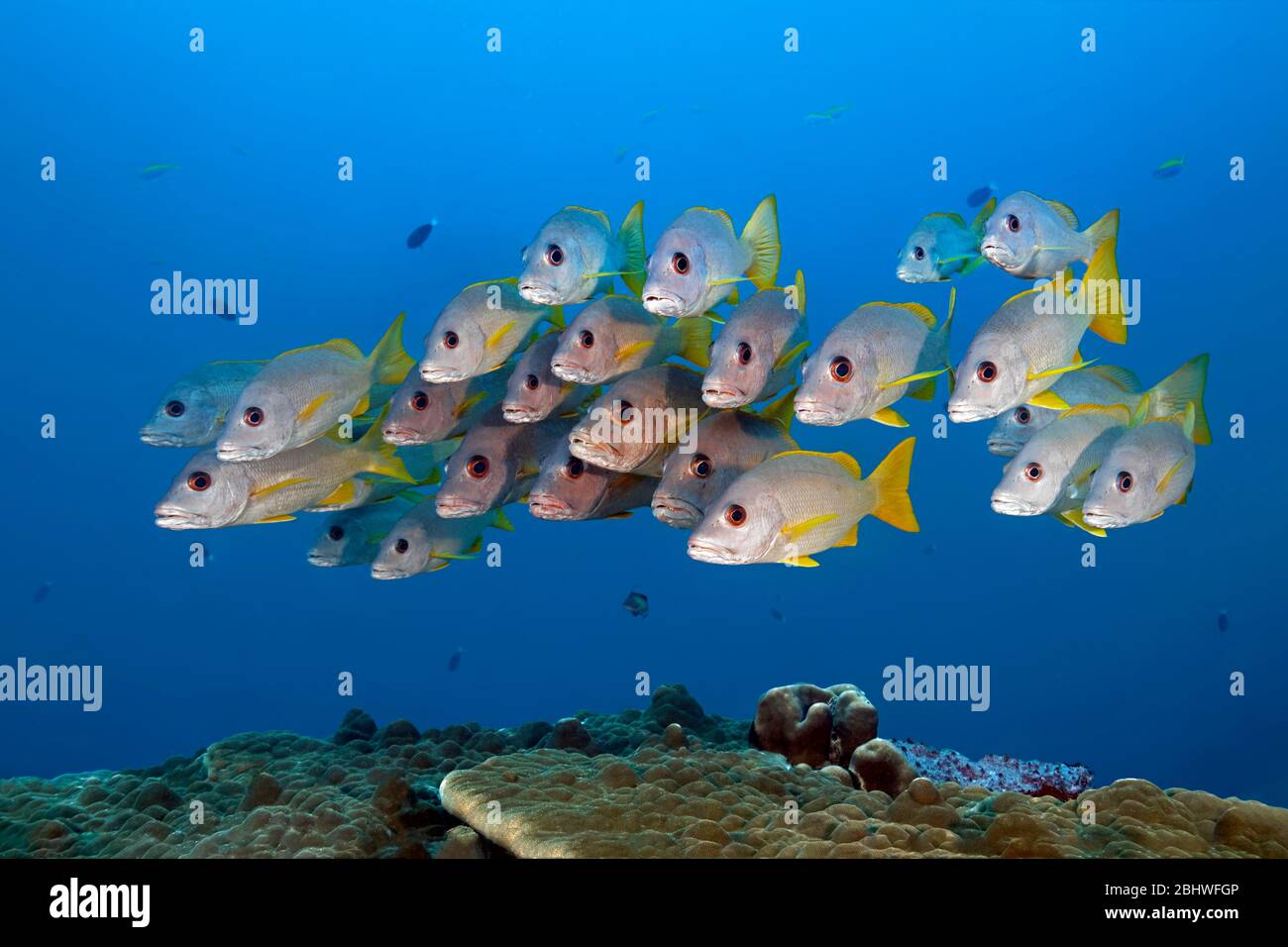 Swarm di pesce Snapper di Ehrenberg (Lutjanus monostigma) nuota sopra la barriera corallina, Oceano Indiano, Atollo maschio Nord, Maldive Foto Stock