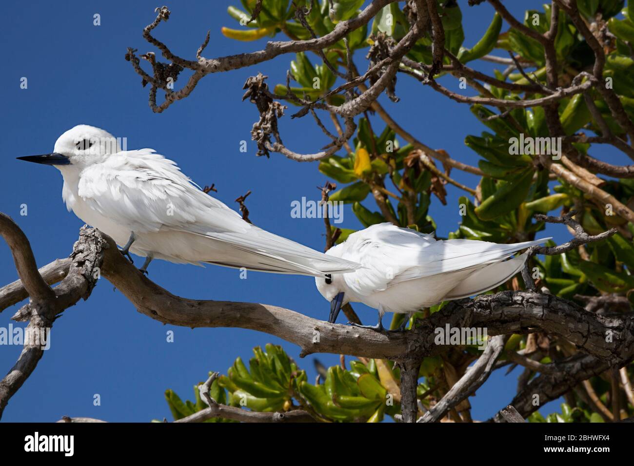 Terna bianca o fata terns, Gygis alba rothschildi, Midway Atoll National Wildlife Refuge, Papahanaumokuakea Marine National Monument, NW HI, USA Foto Stock