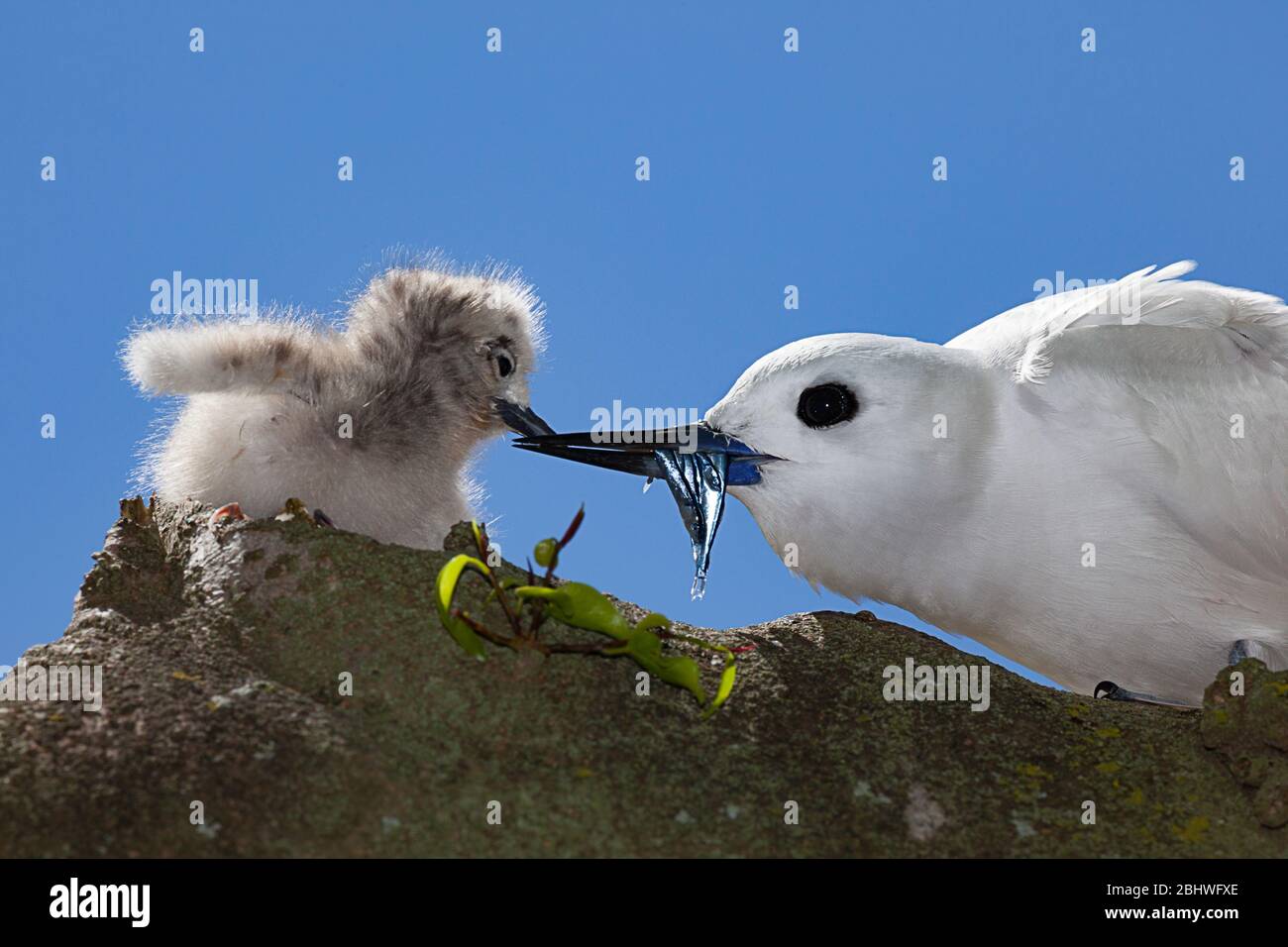 Terna bianca o fata, Gygis alba rothschildi, alimentazione di piccoli pesci a pulcino, Midway Atoll National Wildlife Refuge, Papahanaumokuakea Monument, USA Foto Stock