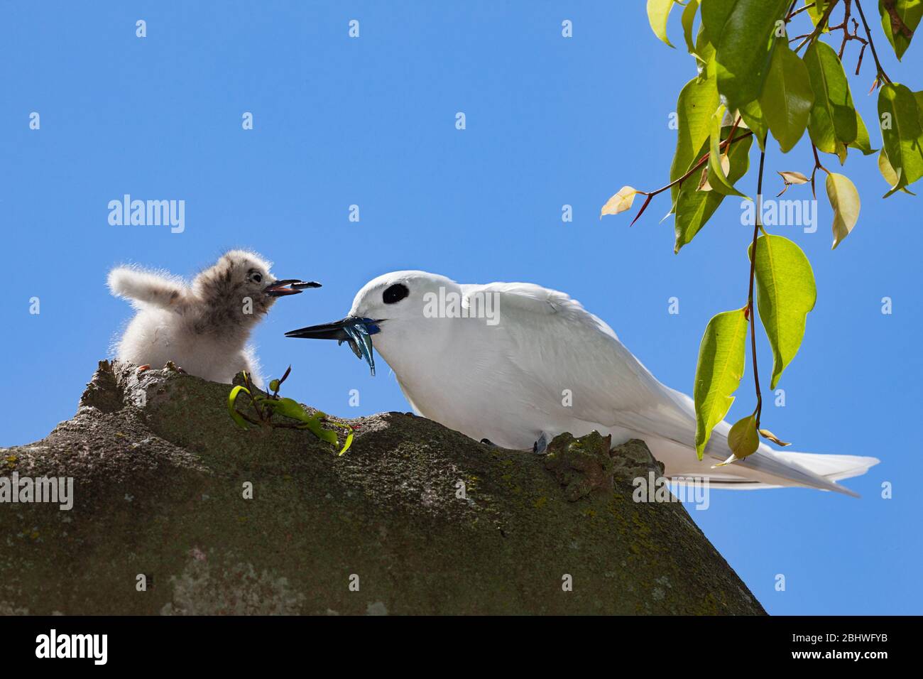 Terna bianca o fata, Gygis alba rothschildi, alimentazione di piccoli pesci a pulcino, Midway Atoll National Wildlife Refuge, Papahanaumokuakea Monument, USA Foto Stock