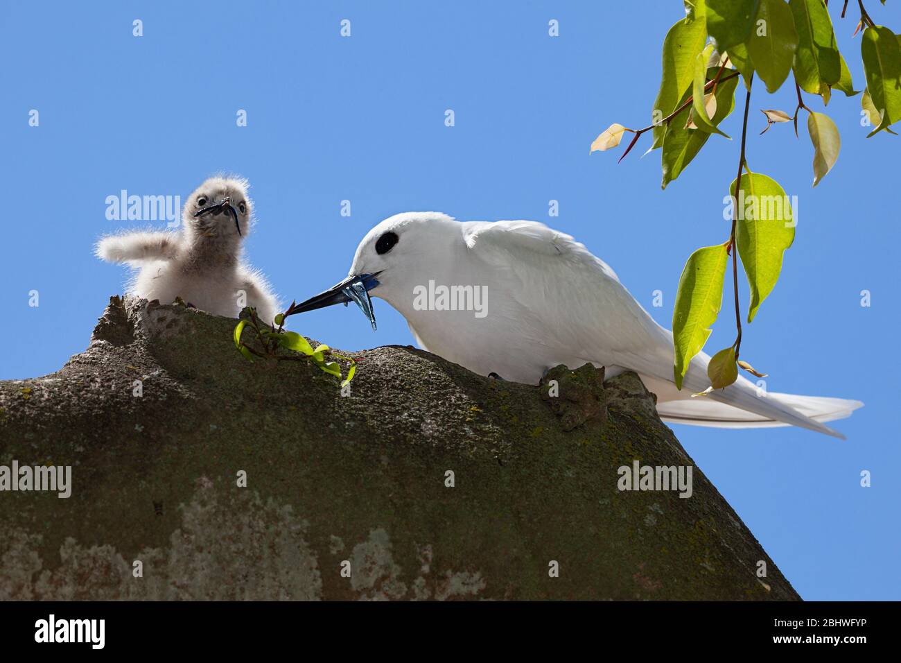 Terna bianca o fata, Gygis alba rothschildi, alimentazione di piccoli pesci a pulcino, Midway Atoll National Wildlife Refuge, Papahanaumokuakea Monument, USA Foto Stock