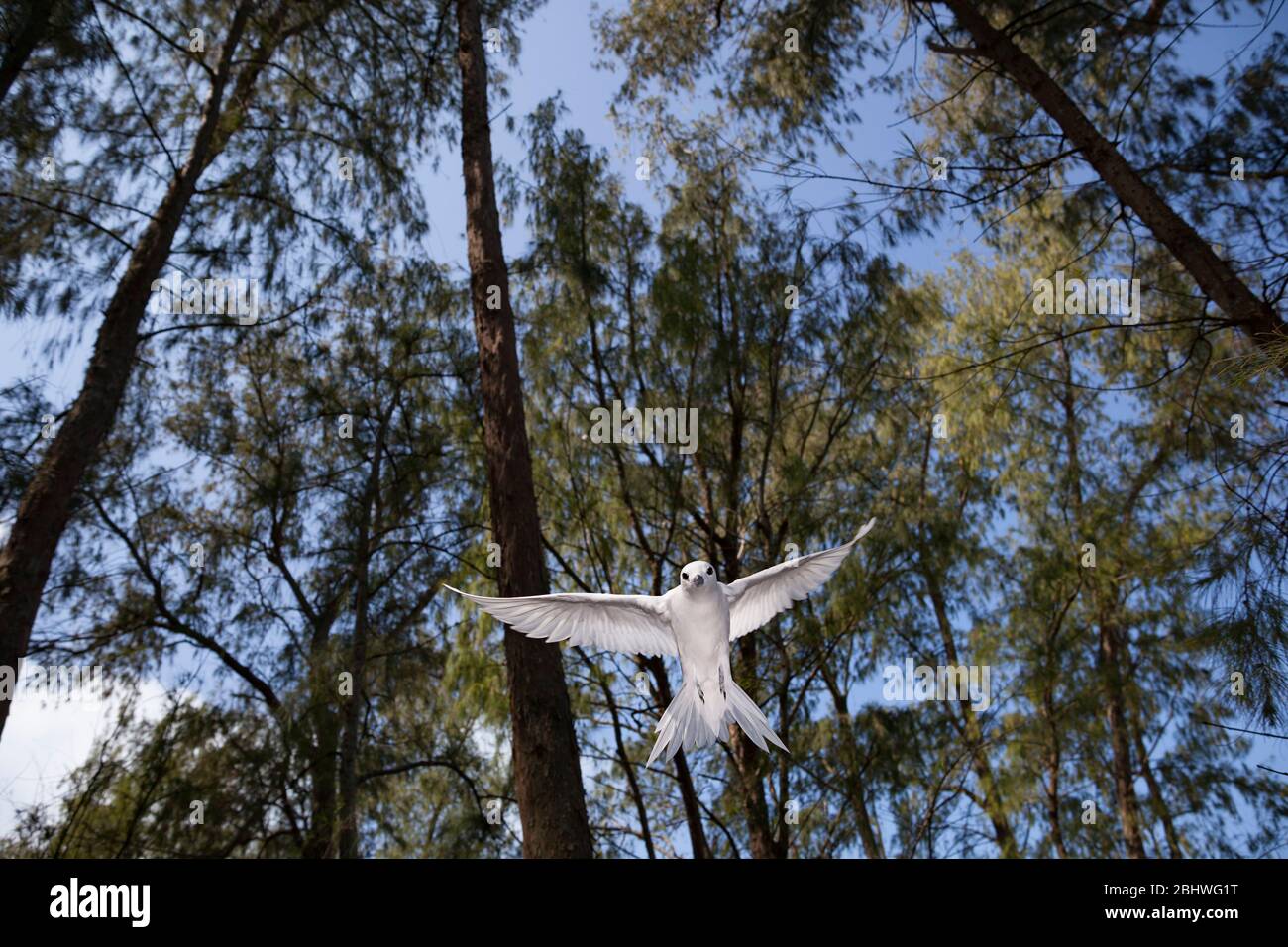 Terna bianca o fata, Gygis alba rothschildi, che si stena tra gli alberi di casuarina, il rifugio nazionale della fauna selvatica dell'Atollo di Midway, il monumento di Papahanaumokuakea Foto Stock