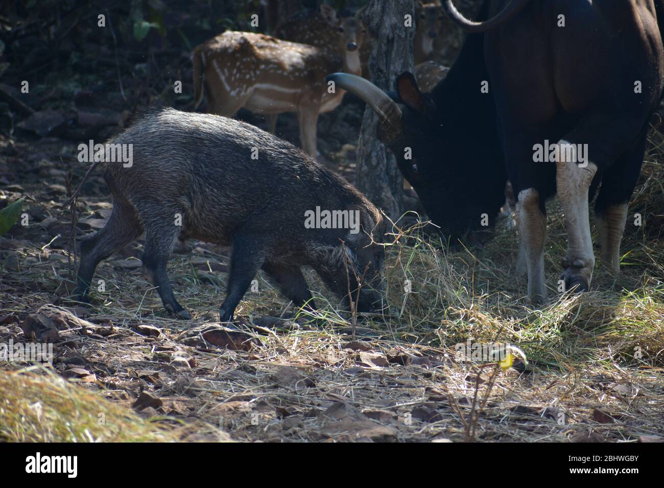 Cervo ( asse ), Gaur ( bisano indiano ) Boar Sus scrofa selvatico tutti insieme Foto Stock