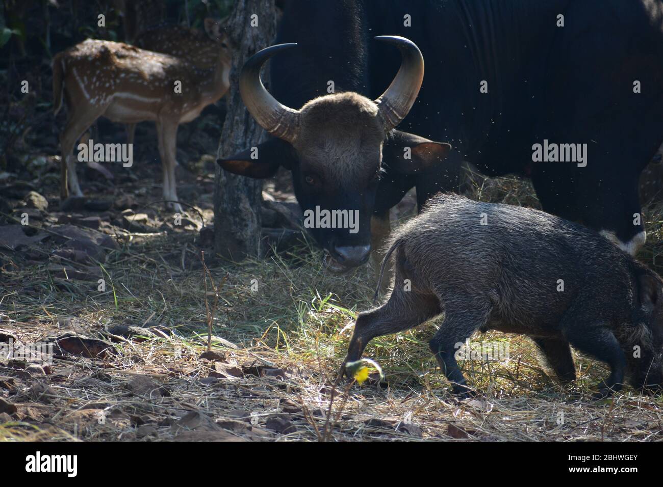 Cervo ( asse ), Gaur ( bisano indiano ) Boar Sus scrofa selvatico tutti insieme Foto Stock