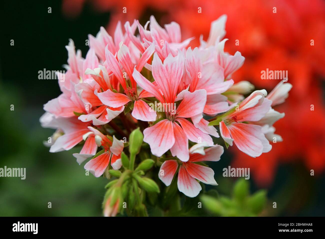 Pelargonium Hortorum fiori di colore salmone chiaro Foto Stock