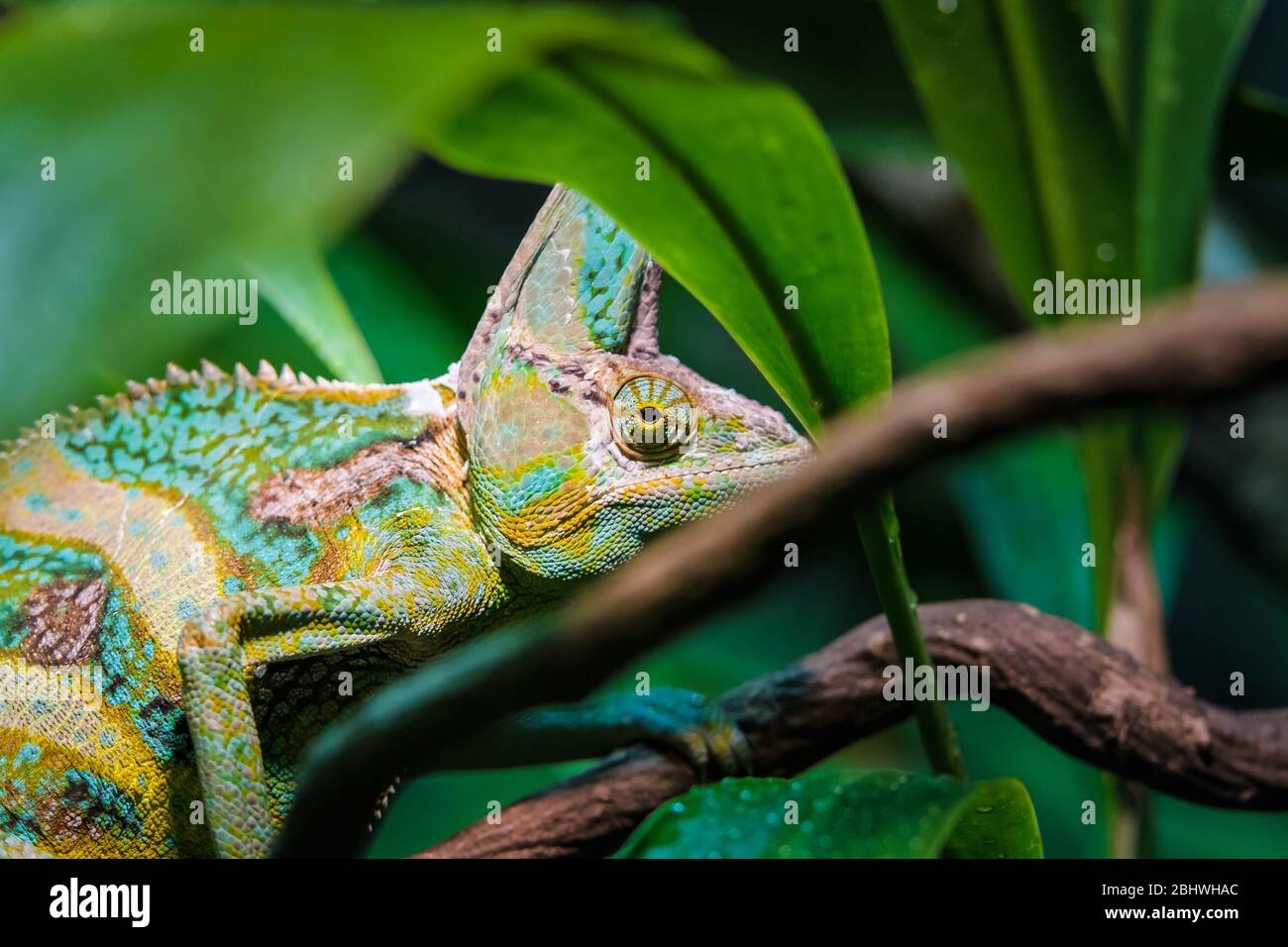 Chameleon allo Zoo Australia si fonde con il fogliame di sfondo. Foto Stock