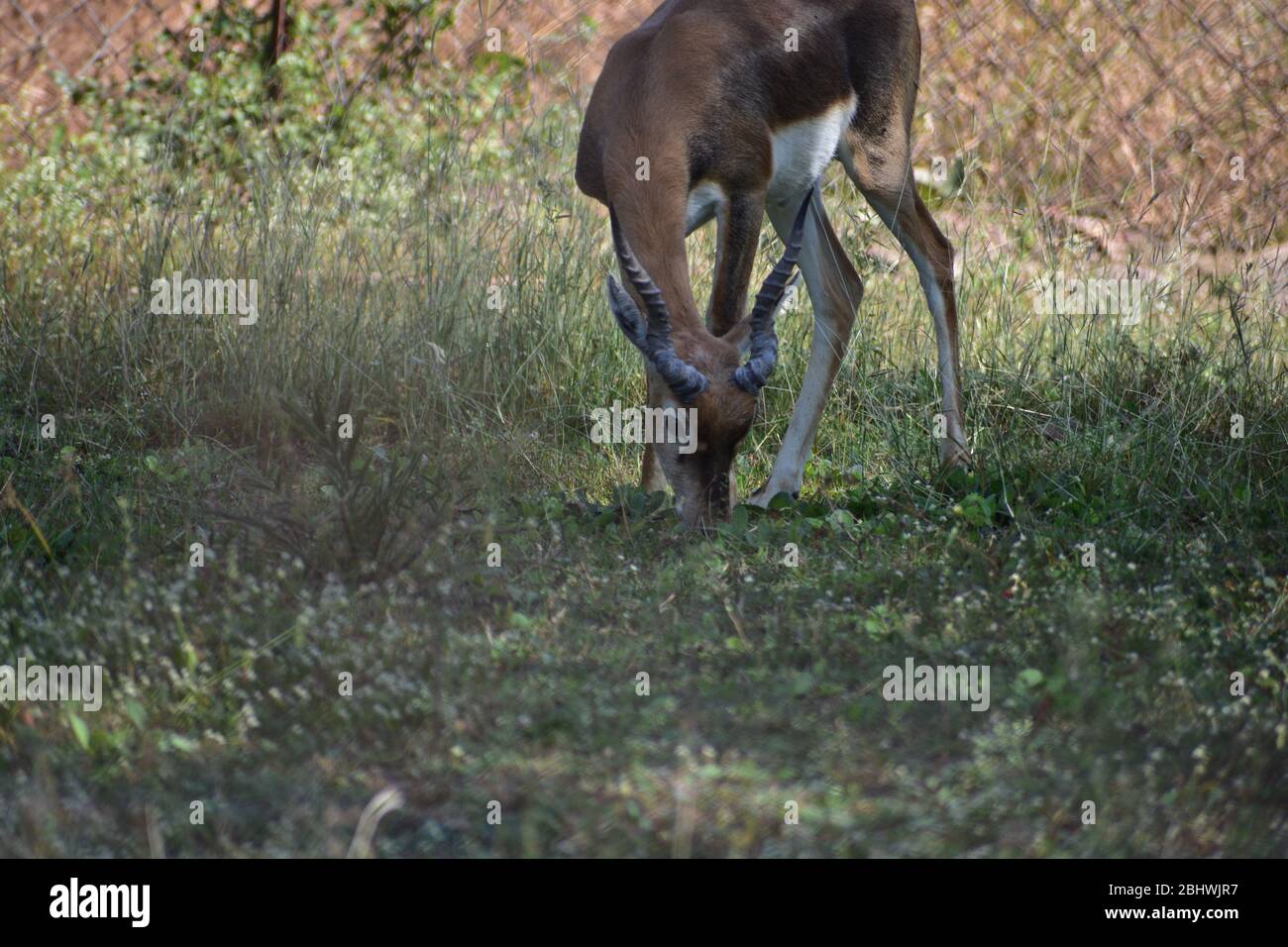 Nero maschile indiano, conosciuto anche come antilope indiano Foto Stock