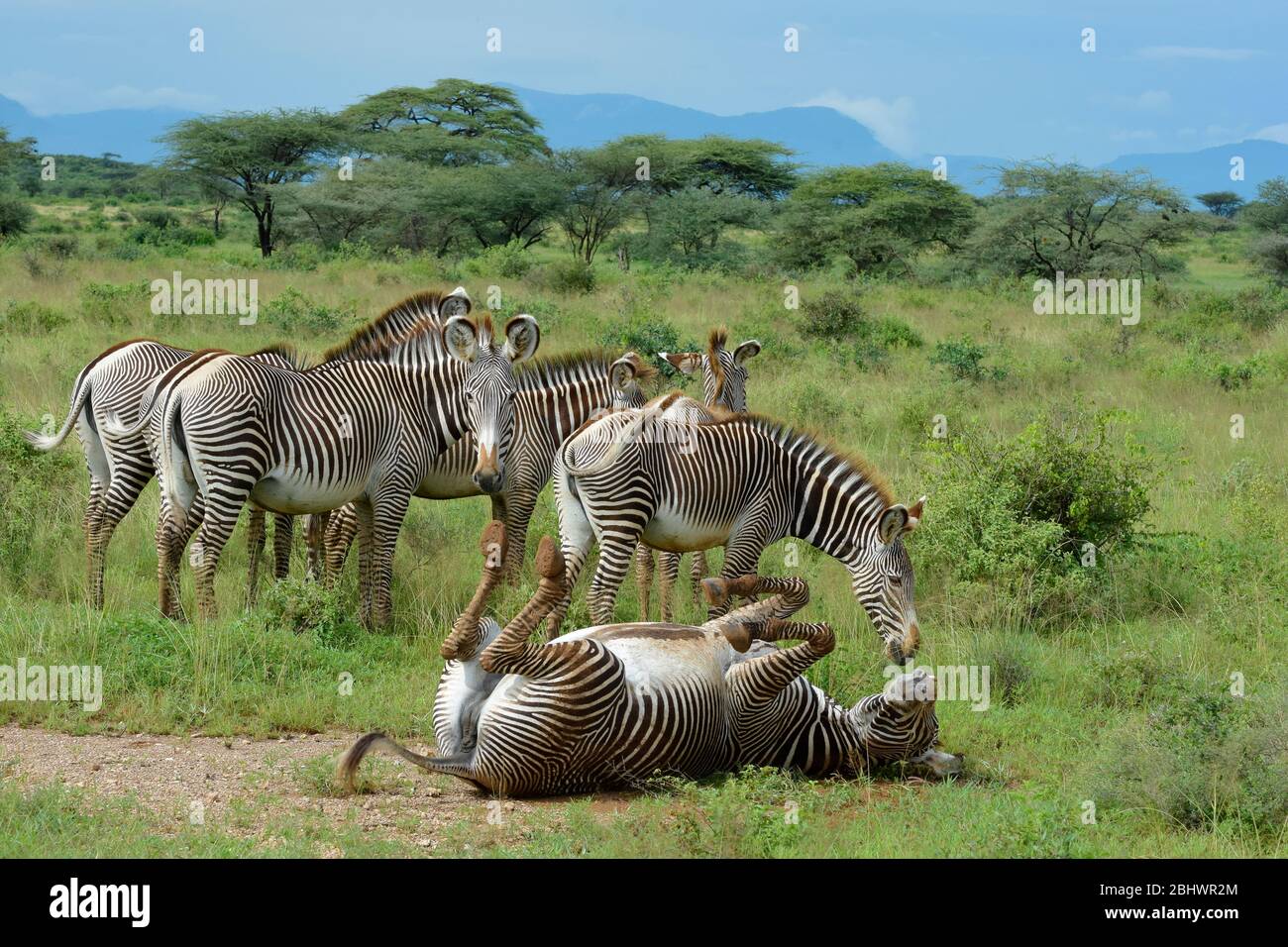 In via di estinzione, la zebra di Grevy si ritarra in erba verde, Buffalo Springs, Kenya Foto Stock
