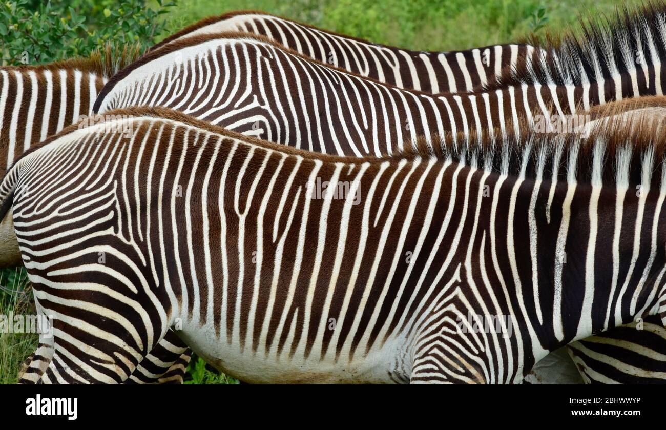 Le scintillanti strisce di Zebra di Grevy in via di estinzione sono in primo piano nella Buffalo Springs Reserve, Samburu, Kenya Foto Stock
