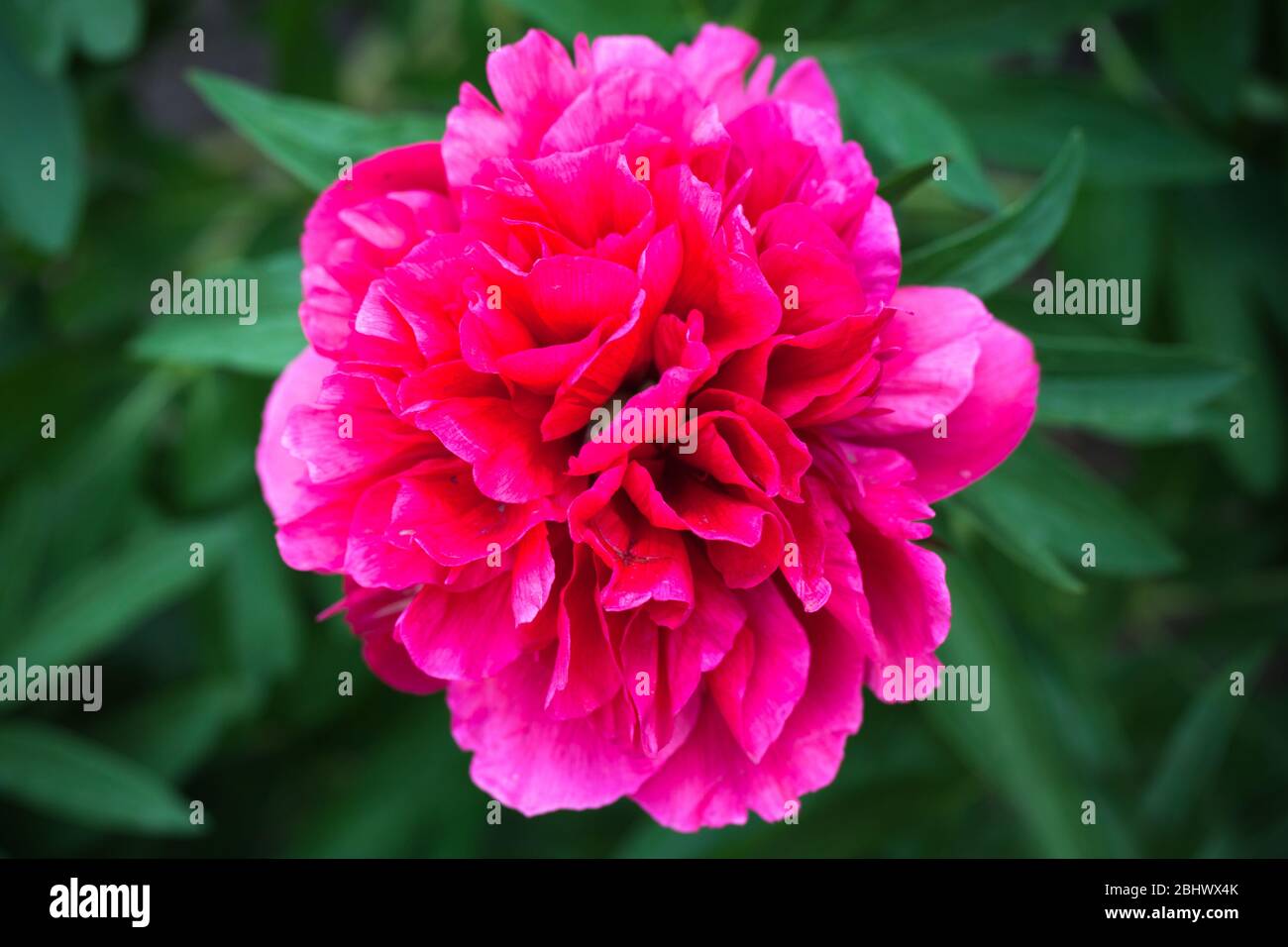 Fiore di peonia rosa brillante su sfondo verde scuro. Foto ravvicinata con messa a fuoco selettiva Foto Stock