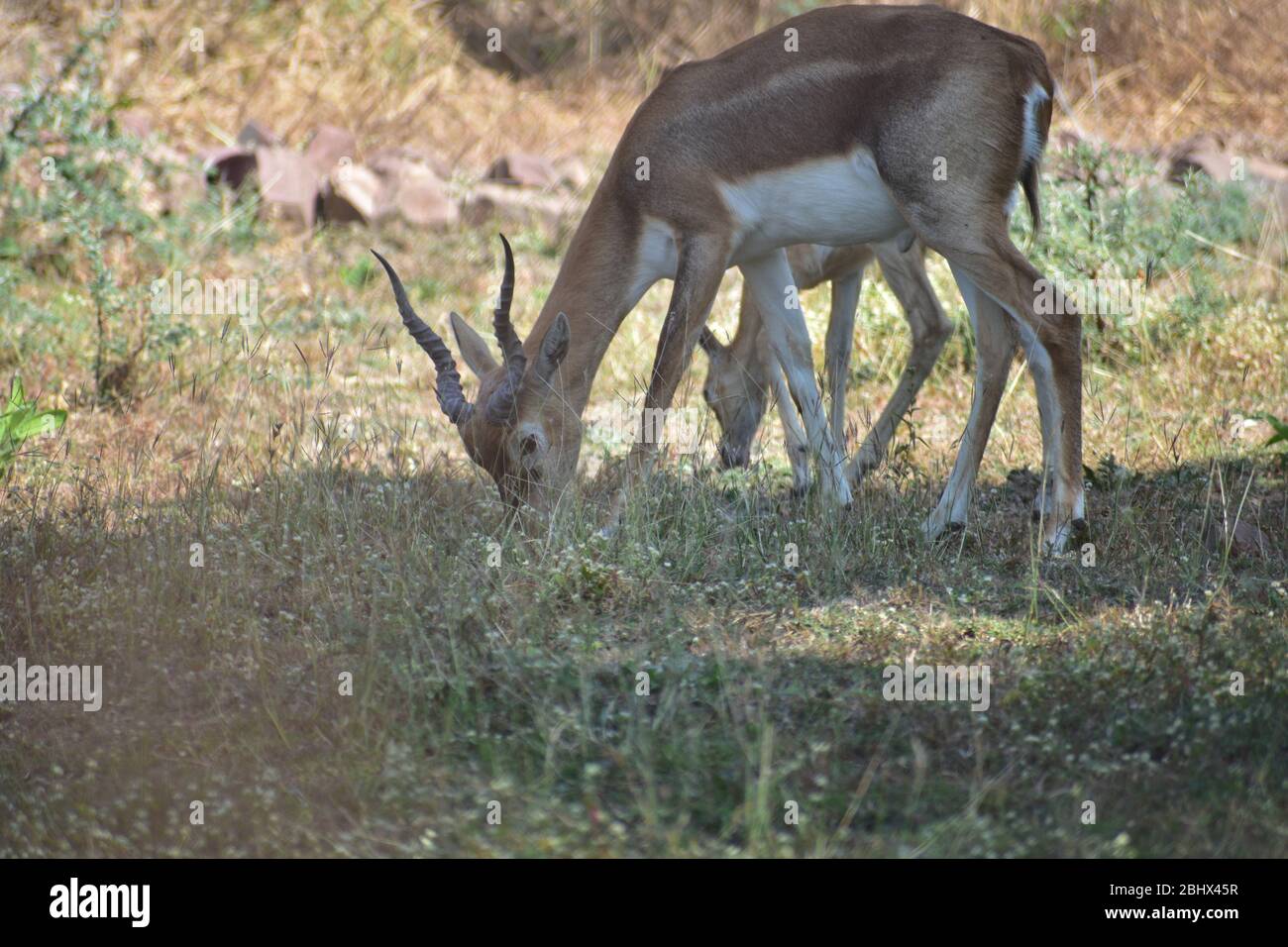 Nero maschile indiano, conosciuto anche come antilope indiano Foto Stock