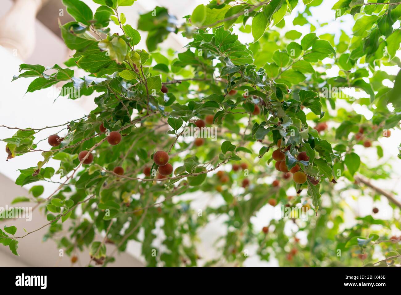 Il dovyalis hebecarpa, con i nomi comuni di bacche d'oca, ketembilla e kitambilla, è una pianta del genere Dovyalis, originaria dello Sri Lanka e del sud Foto Stock