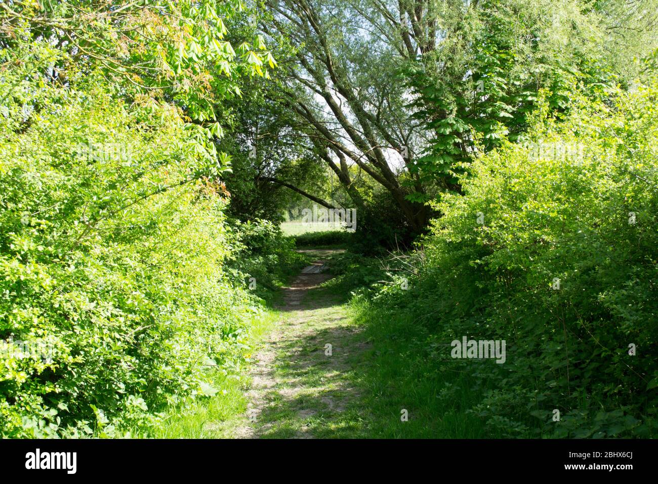 Woodland Walks - Yorkshire, Regno Unito Foto Stock