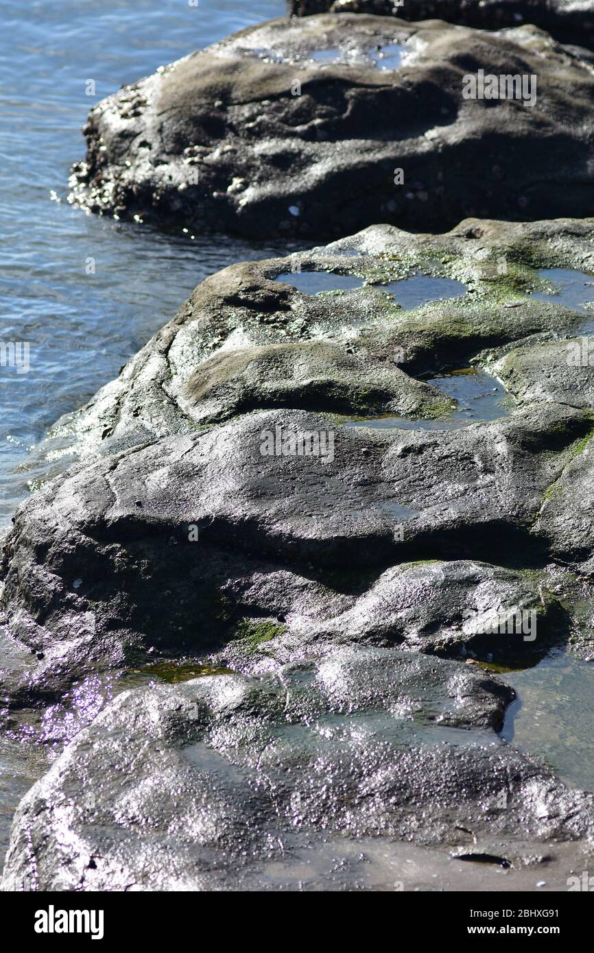 Rocce costiere lisce a bassa marea con superficie bagnata e lucente e piccole piscine piene di alghe verdi. Foto Stock