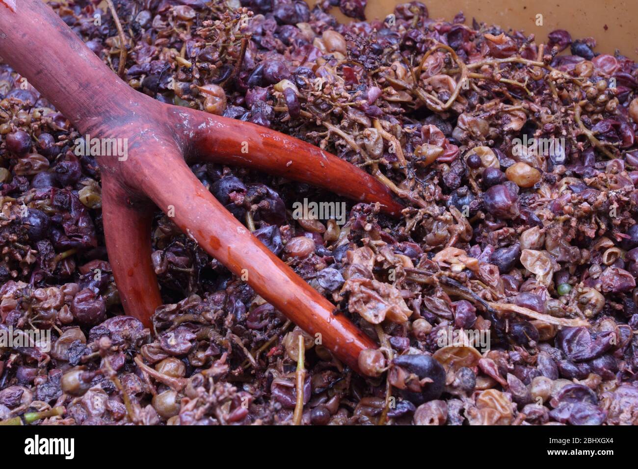 la vinaccia della vendemmia con il metodo tradizionale Foto Stock