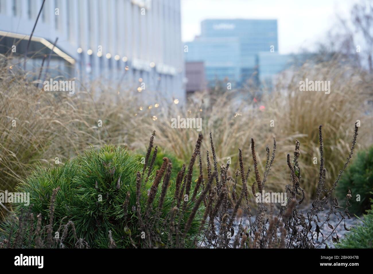 Erbacce e altre piante vicino al moderno edificio di uffici Foto Stock