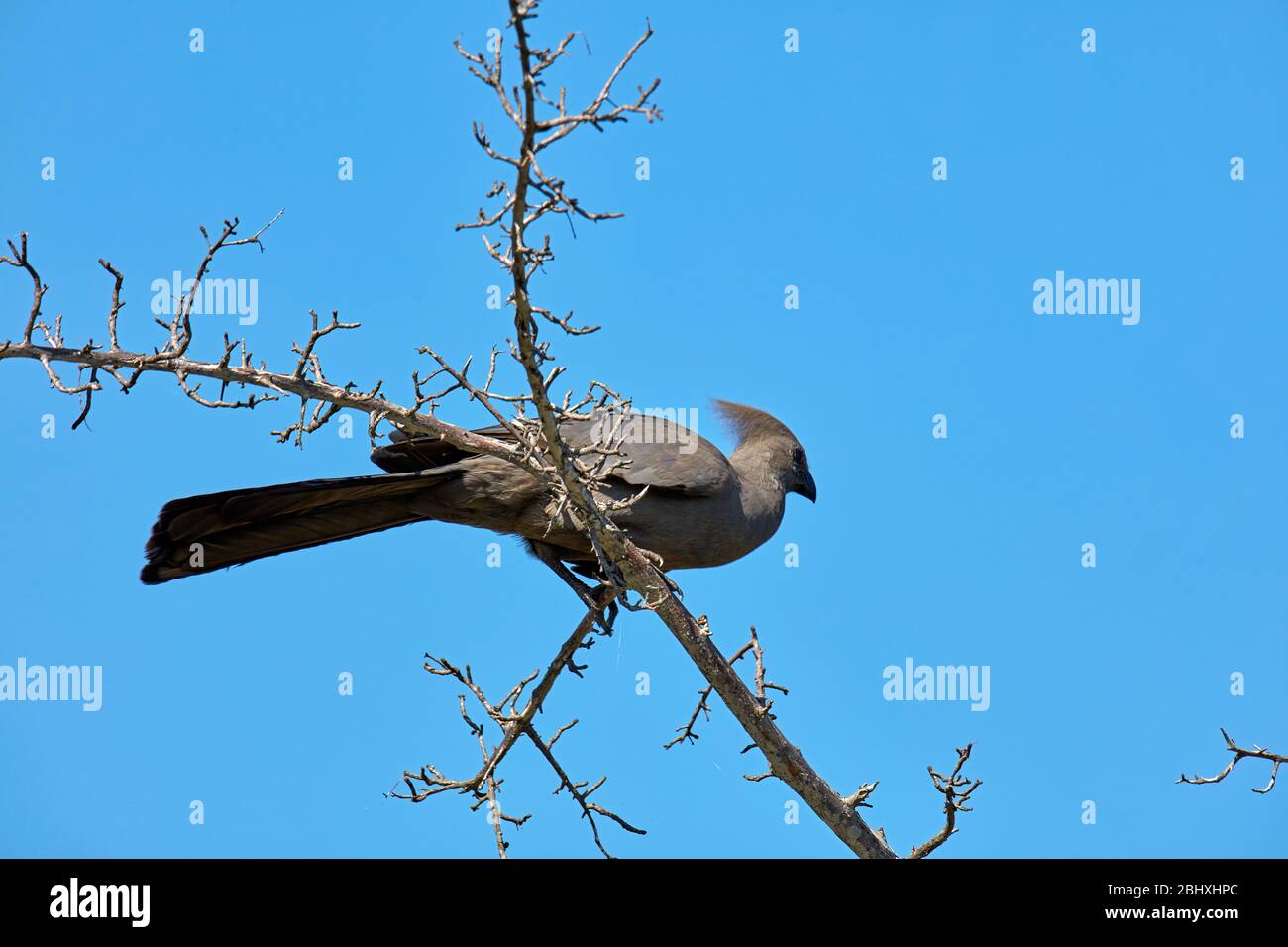 Uccello da asporto (Corythaixoides Concolor), Parco Nazionale Kruger, Sudafrica Foto Stock