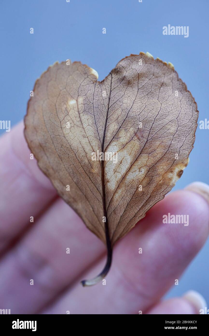 Una foto macro di una foglia a forma di cuore. Foto Stock
