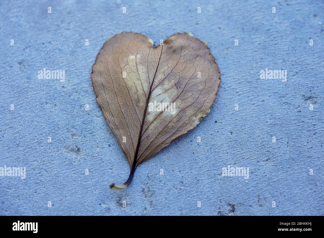Una foto macro di una foglia a forma di cuore. Foto Stock