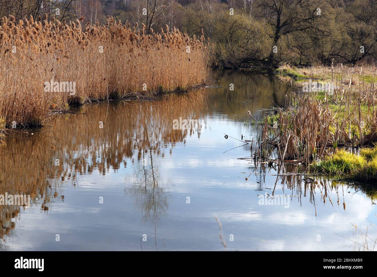 Paesaggio pittoresco con fiume sovrastato da erba e canne, foresta di sorgenti e cielo blu riflesso in superficie d'acqua Foto Stock