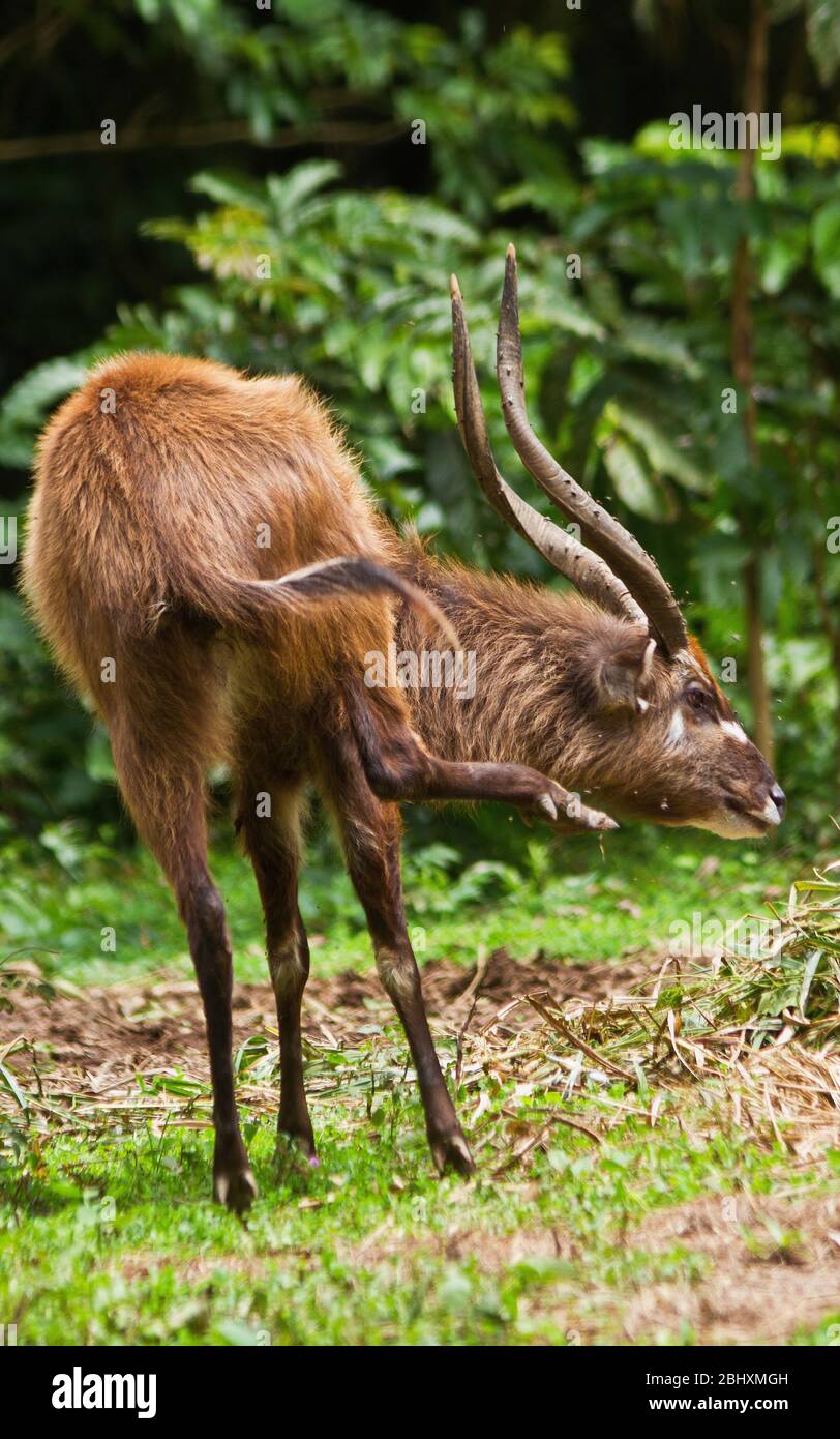 Il Sitatunga è il più acquatico di tutta la famiglia delle antilopi e sono ancora diffusi nei letti densi di canna e papiro Foto Stock