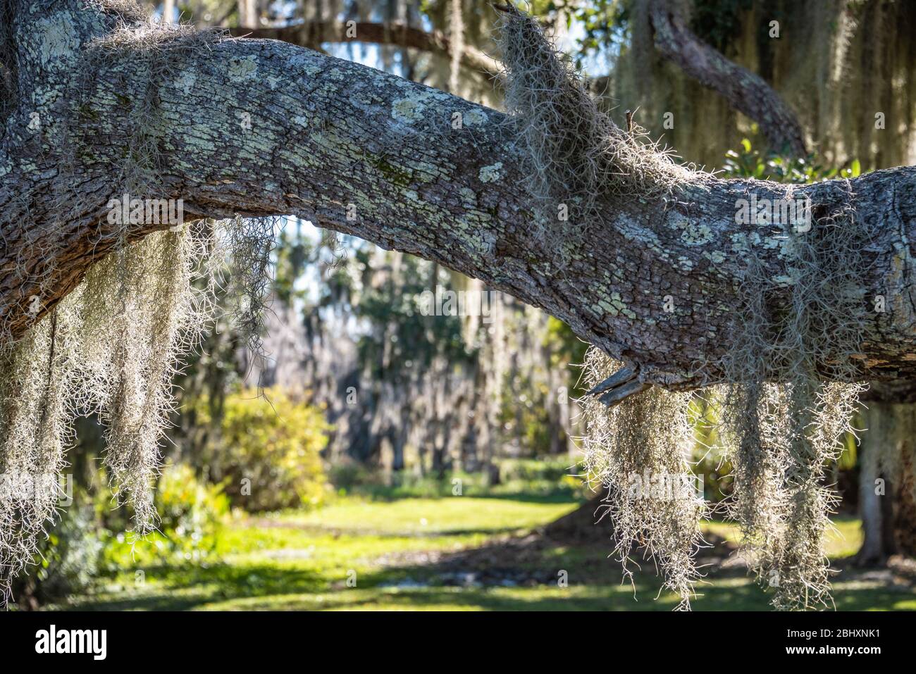 Florida Live Oak Tree con muschio spagnolo lungo il Lago Minneola a Clermont, Florida. (STATI UNITI) Foto Stock