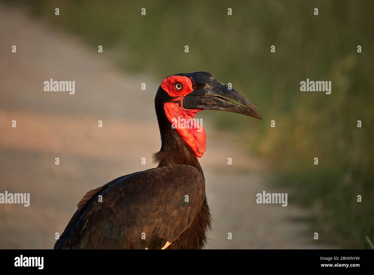 Massa meridionale Hornbill (Bucorvus leadbeateri), Kruger National Park, Sud Africa Foto Stock