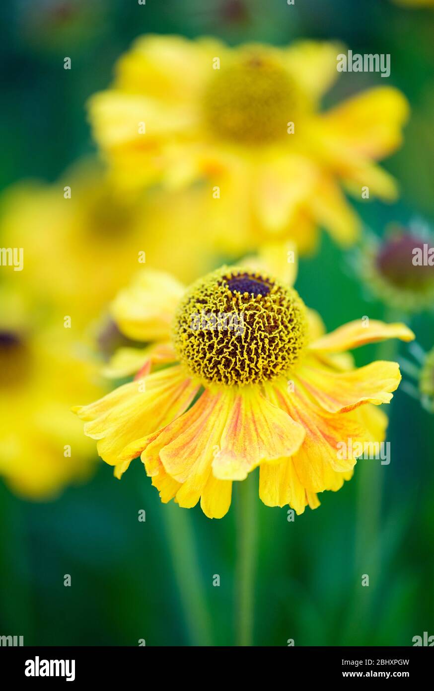 Vicino al giallo fiorito Helenium Autumnale Wyndley. Sneezeweed Wyndley. Sneezewert Wyndley Foto Stock