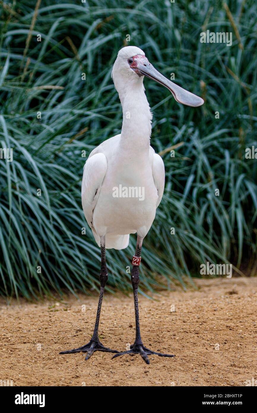 spoonbill in piedi sulla sabbia Foto Stock