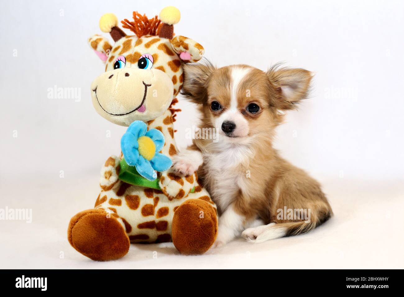 Cane cucciolo Chihuahua con giraffa giocattolo Foto Stock