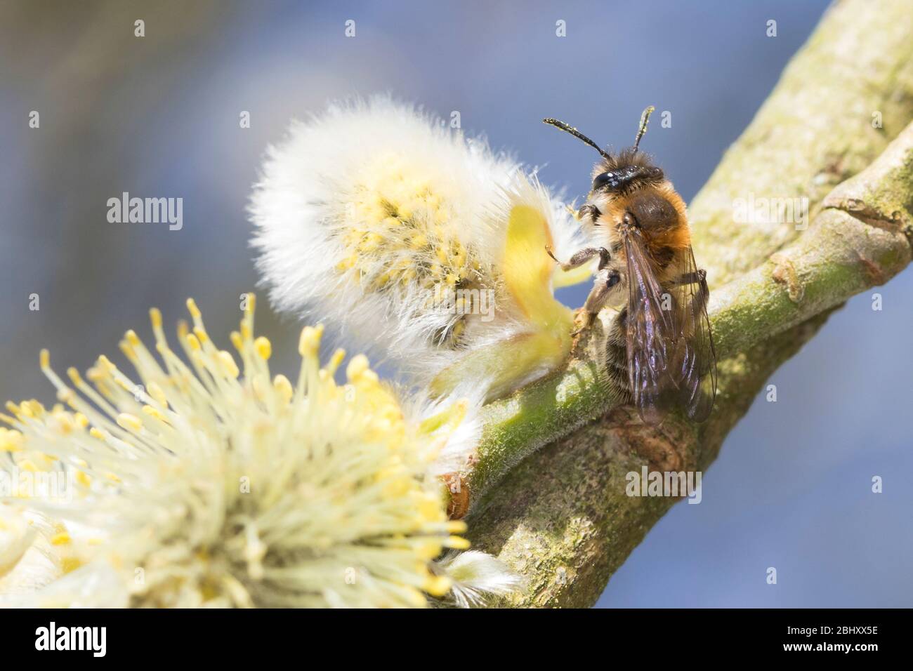 Weidensandbiene, Weiden-Sandbiene, Frühe Sandbiene, Sandbiene, beim Blütenbesuch an Salweide, SAL-Weide, Weide, Salix, Andrena spec., Salve Mining-BE Foto Stock