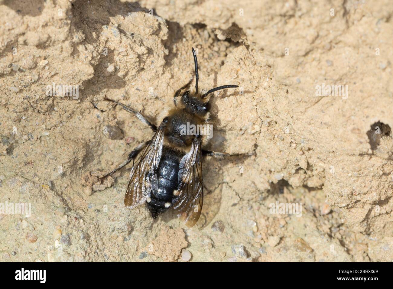 Trauerbiene, Gemeine Trauerbiene, Trauer-Biene, Weibchen an einer Lehmwand, Melecta albifrons, Melecta punctata, Melecta armata, lutto ape, femmina, Foto Stock