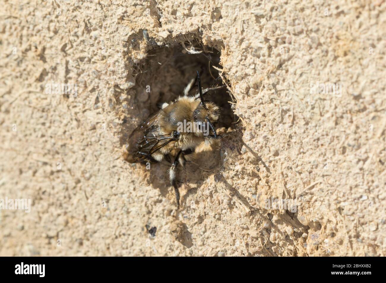 Trauerbiene, Gemeine Trauerbiene, Trauer-Biene, Weibchen an einer Lehmwand am Nistloch einer Pelzbiene (Anthophora plumipes), Melecta albifrons, Melec Foto Stock