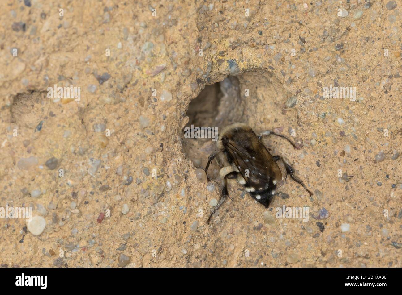 Trauerbiene, Gemeine Trauerbiene, Trauer-Biene, Weibchen an einer Lehmwand am Nistloch einer Pelzbiene (Anthophora plumipes), Melecta albifrons, Melec Foto Stock