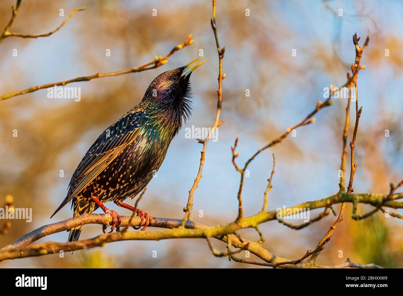 Starling europeo - Sturnus vulgaris, bellissimo uccello da pascolo dai prati e dai giardini europei, Zlin, Repubblica Ceca. Foto Stock