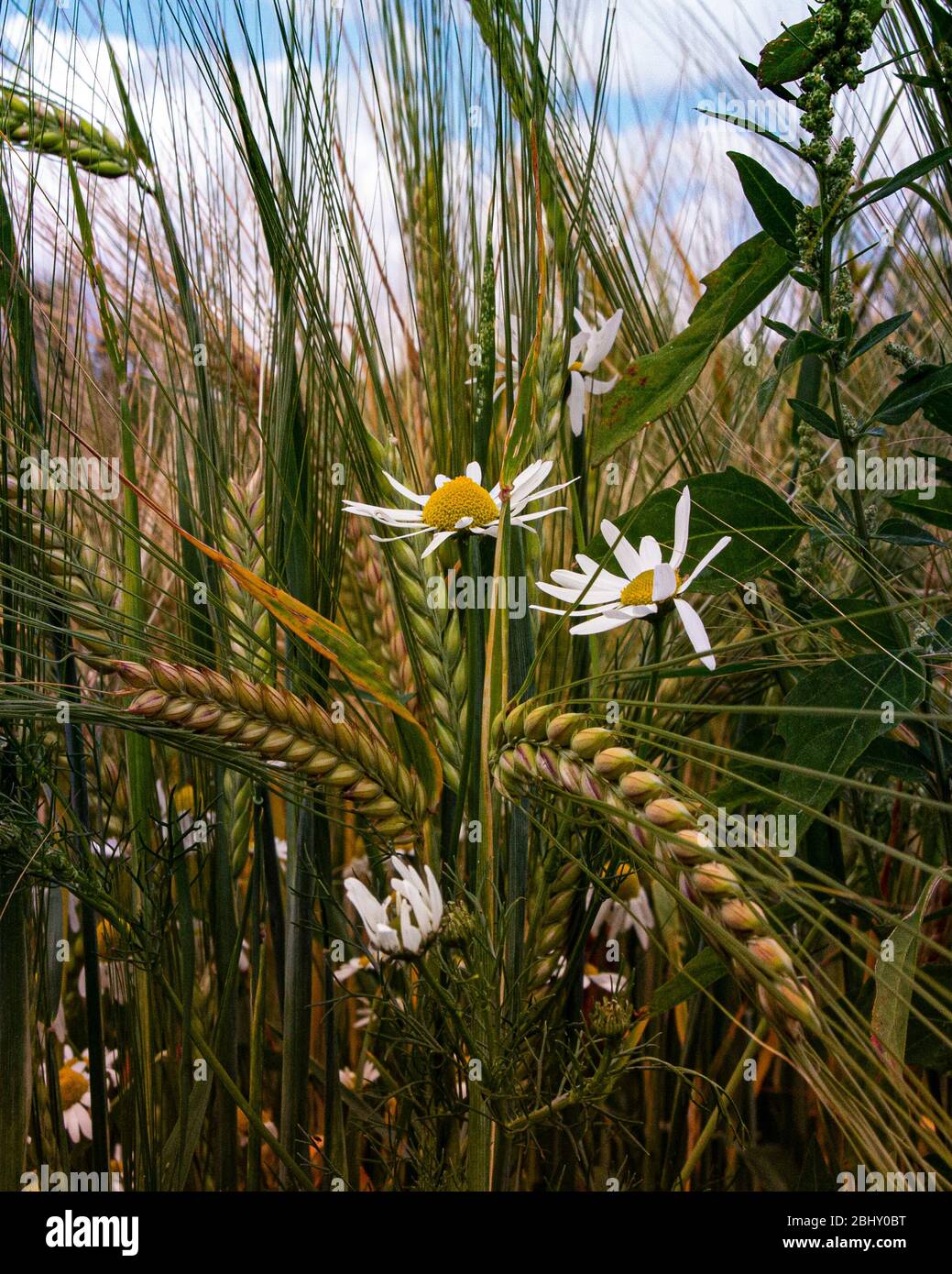 campo di orzo di mais con margherita Foto Stock