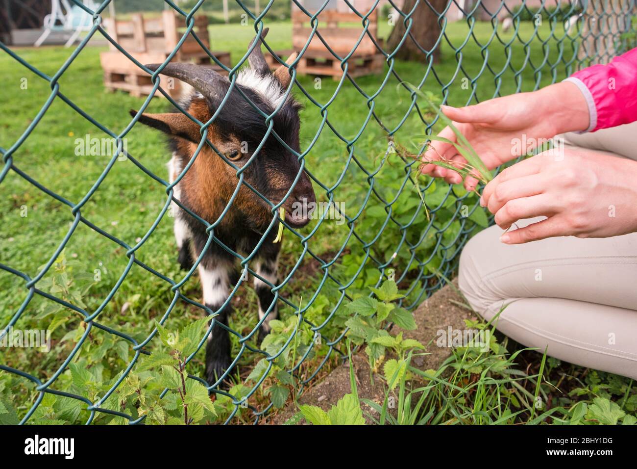 Capra affamata che mangia erba dalla mano. Alimentazione degli animali in fattoria, tempo di alimentazione allo zoo di animali domestici. Concetto di fattoria e agricoltura, fine settimana del villaggio. Fattoria Foto Stock