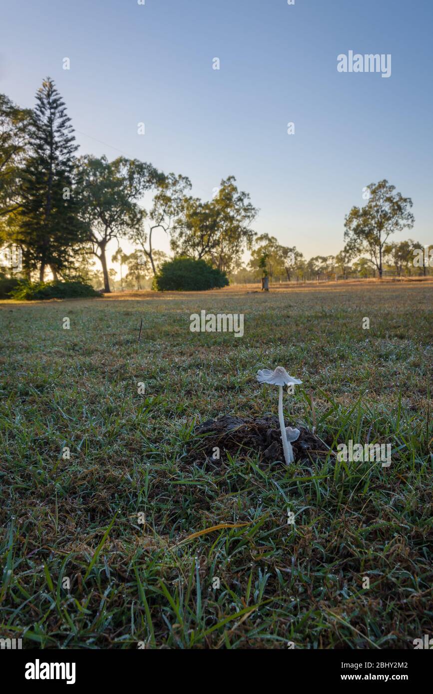 Funghi che crescono da un papà di mucca su un paddock erboso coperto di rugiada a giorni di pausa nel Queensland occidentale del paese in Australia. Foto Stock