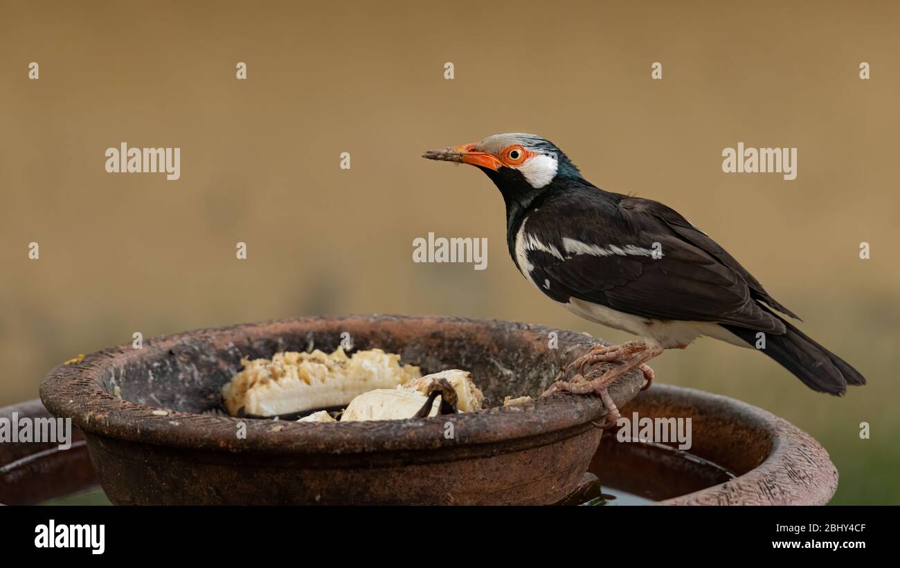 Giovane asiatico Pied Starling che si appollaiano sulla ciotola di argilla Foto Stock