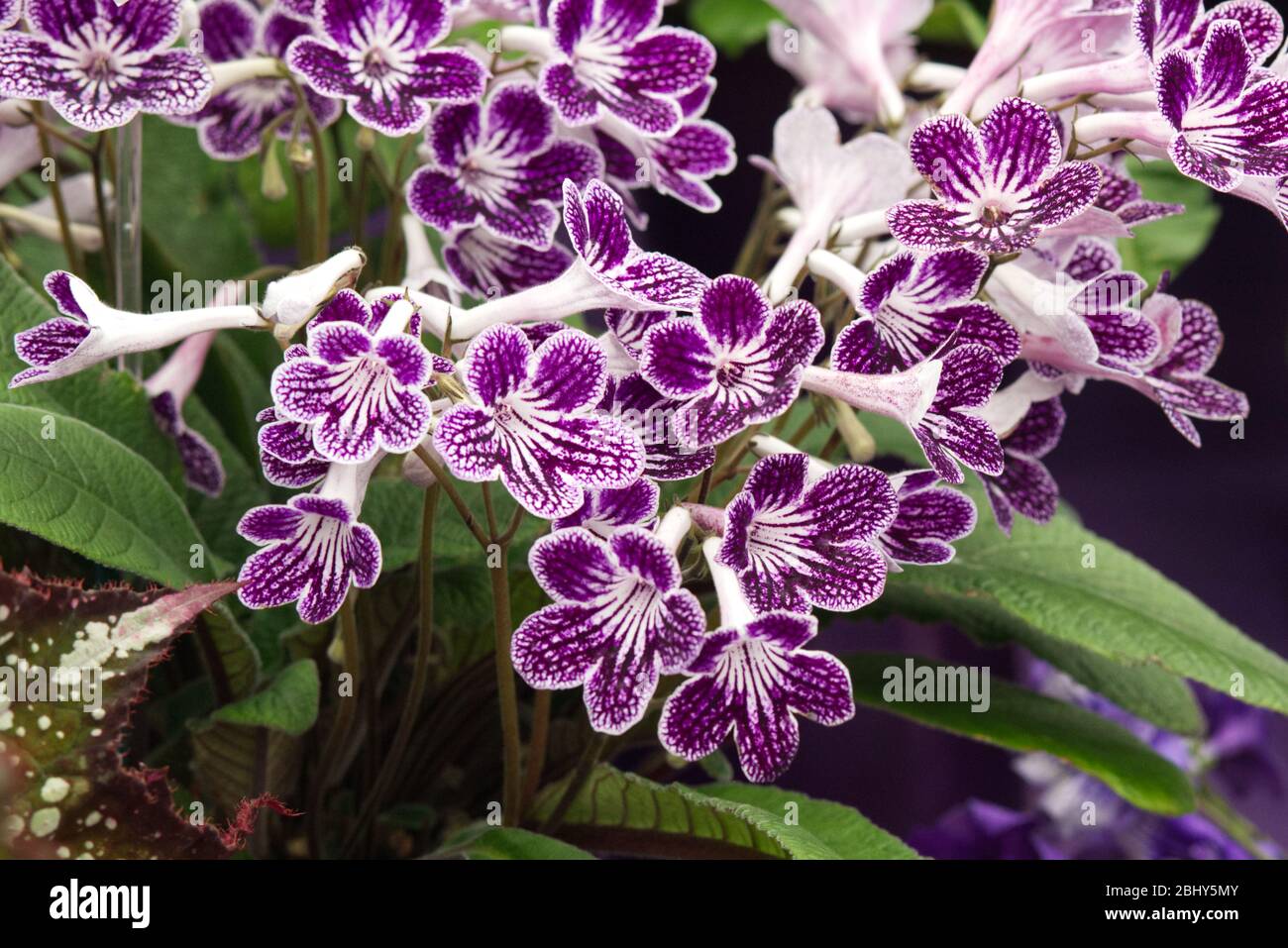 Streptocarpus, poka fiori viola punto Foto Stock