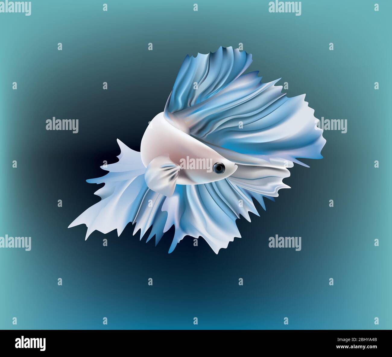 Bellissimo pesce da combattimento blu metallizzato siamese su sfondo colorato Illustrazione Vettoriale