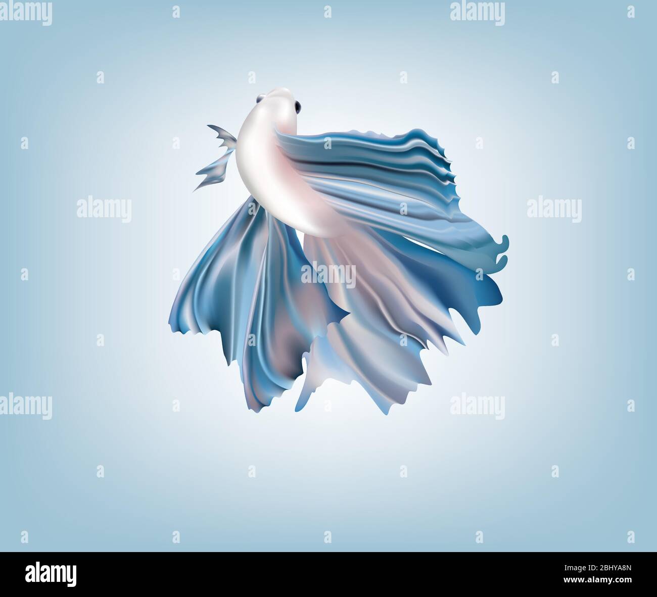 Bellissimo pesce da combattimento blu metallizzato siamese su sfondo colorato Illustrazione Vettoriale