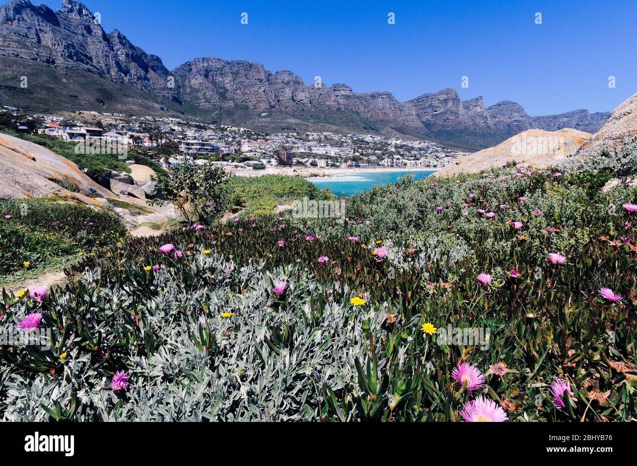 Fynbos verso Camps Bay sotto le dodici vette apostoli sulla montagna tavolo Città del Capo Sud Africa Foto Stock