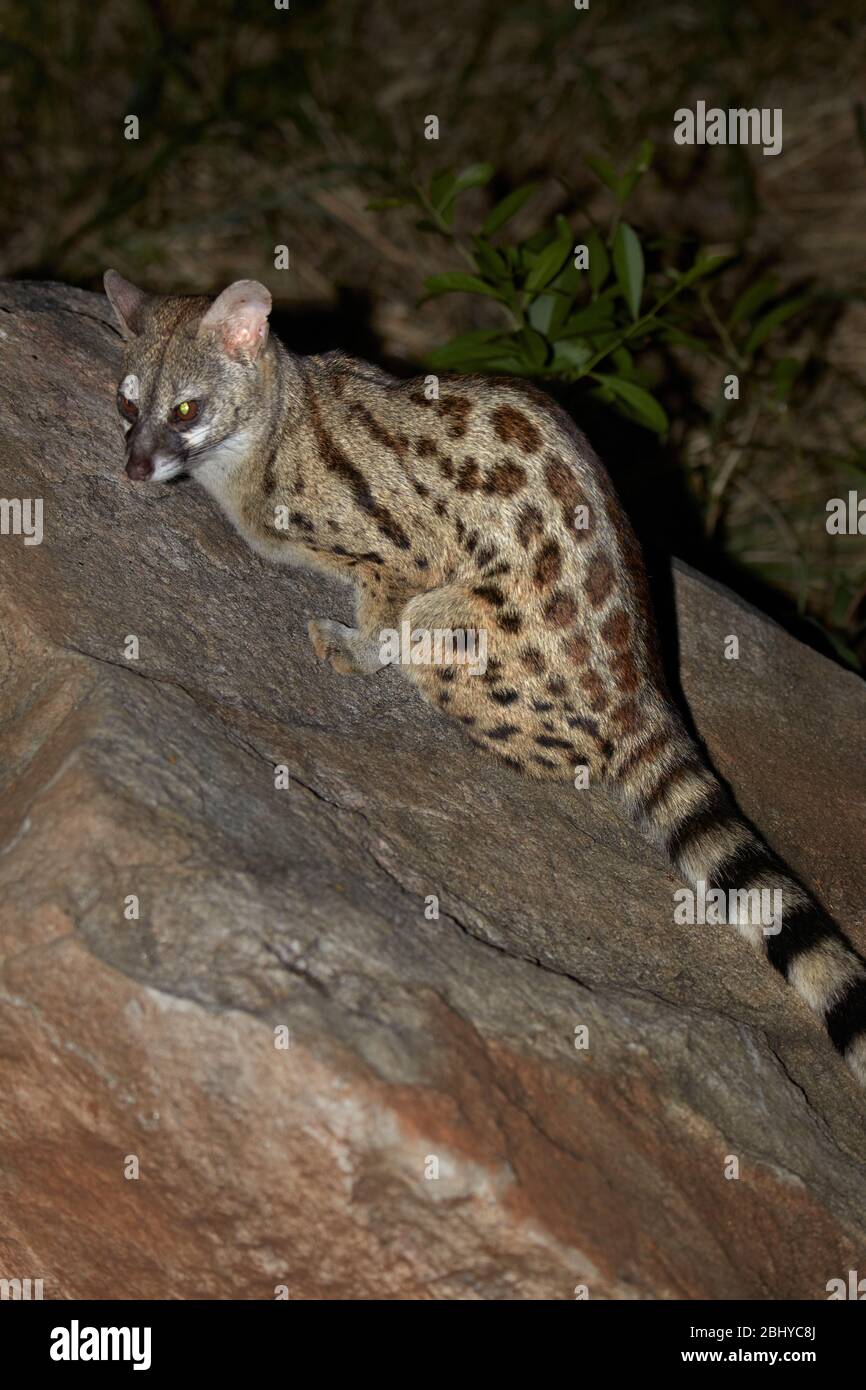 genet a macchie grandi (Genetta tigrina), Parco Nazionale Kruger, Sud Africa Foto Stock