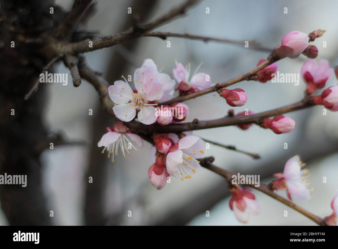 Fiori teneri bianchi-rosa su albero albicocca fiorente in primavera Foto Stock